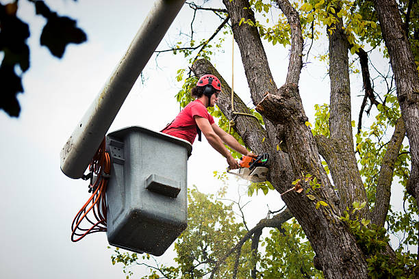 Aitkin, MN Tree Care  Company